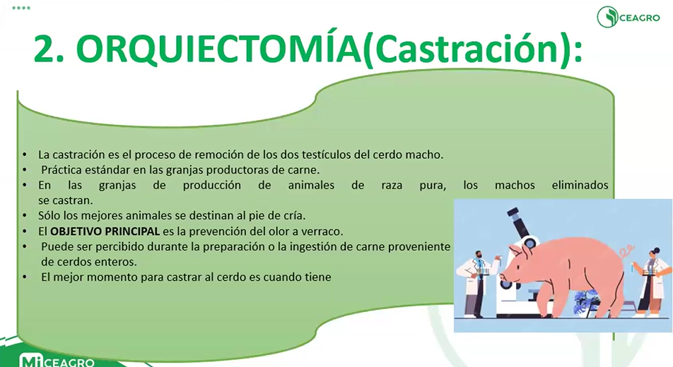 TÉCNICAS DE MANEJO DE PORCINOS - 2